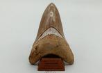 Zeldzame Witte Bourlette - Fossiele tanden - Otodus, Verzamelen