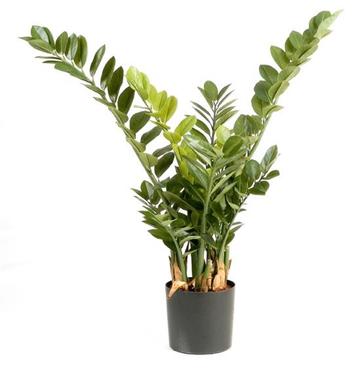 Kunstplant Zamioculcas 90 cm beschikbaar voor biedingen