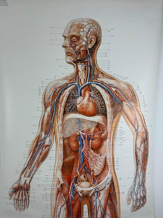 Anatomische schoolkaart – Het vaatstelsel van de mens (V, Antiek en Kunst, Antiek | Wandborden en Tegels