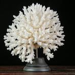 Natuurlijk witte koraal. Acropora Latistella op decoratieve