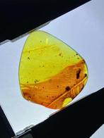 Barnsteen - feather in amber - 23 mm - 20 mm, Verzamelen, Mineralen en Fossielen