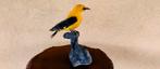 Loriot dEurope Support de corps entier pour taxidermie -, Verzamelen, Dierenverzamelingen, Nieuw