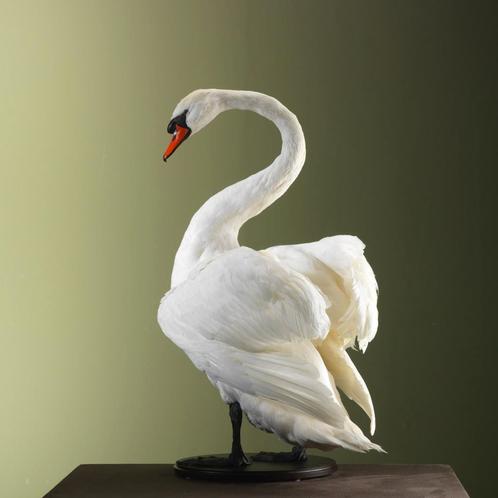 Knobbelzwaan Taxidermie Opgezette Dieren By Max, Verzamelen, Dierenverzamelingen, Opgezet dier, Nieuw, Vogel, Ophalen of Verzenden