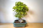 Drietand Esdoorn (Acer Buergerianum) - Hoogte (boom): 55 cm