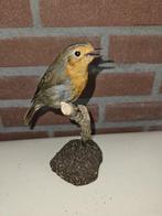 Roodborst Taxidermie volledige montage - Erithacus rubecula, Verzamelen, Nieuw