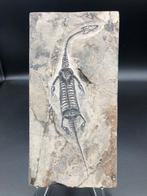 Fossiele matrix - Keichousaurus sp. - 23.5 cm - 12 cm