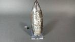 Cefalopode - Fossiele sterfteplaat - Orthoceras - 13 cm