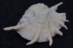 Chiragra Spider Conch Schelpdier - Lambis chiragra (Zonder, Nieuw