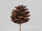 Dennenappels op draad/stick grootverpakking cinnamon doos, Nieuw