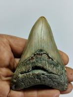 Haai - Fossiele tand - Carcharocles megalodon - 96 mm - 71, Verzamelen, Mineralen en Fossielen