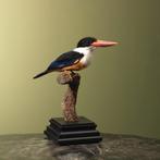 Zwartkapijsvogel Taxidermie Opgezette Dieren By Max, Verzamelen, Ophalen of Verzenden, Nieuw, Vogel, Opgezet dier