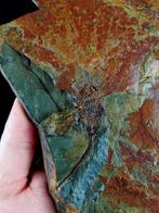 Primitieve stekelhuidigen - Eocrinoidea!!! - Gefossiliseerd