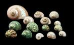 Collection of very beautiful polished (and not ) shells -, Nieuw