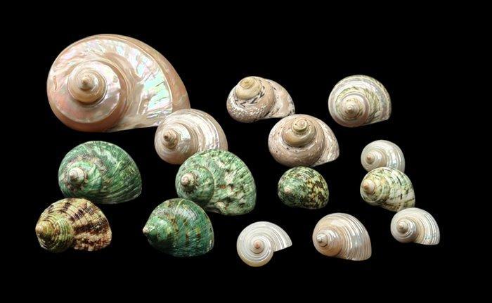 Collection of very beautiful polished (and not ) shells -, Verzamelen, Dierenverzamelingen