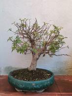 Bonsai Bougainvillea - Hoogte (boom): 40 cm - Diepte (boom):, Antiek en Kunst