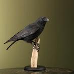 Kraai Taxidermie Opgezette Dieren By Max, Verzamelen, Dierenverzamelingen, Ophalen of Verzenden, Nieuw, Vogel, Opgezet dier