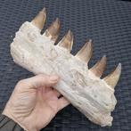 Fossil mosasaur jaw - Gefossiliseerde kaak - Mosasaurus