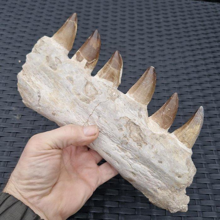 Fossil mosasaur jaw - Gefossiliseerde kaak - Mosasaurus, Collections, Minéraux & Fossiles
