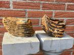 Mammouth laineux - Molaire fossile - Mammuthus primigenius -