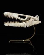 Mosasaurus - Fossiele schedel - Mosasaurus sp. - 30 cm - 40, Antiek en Kunst, Curiosa en Brocante