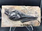 Fossiel - Fossiele matrix - Mixosaurus - 31 cm - 17 cm