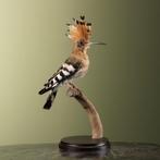 Hop Taxidermie Opgezette Dieren By Max, Verzamelen, Ophalen of Verzenden, Nieuw, Vogel, Opgezet dier