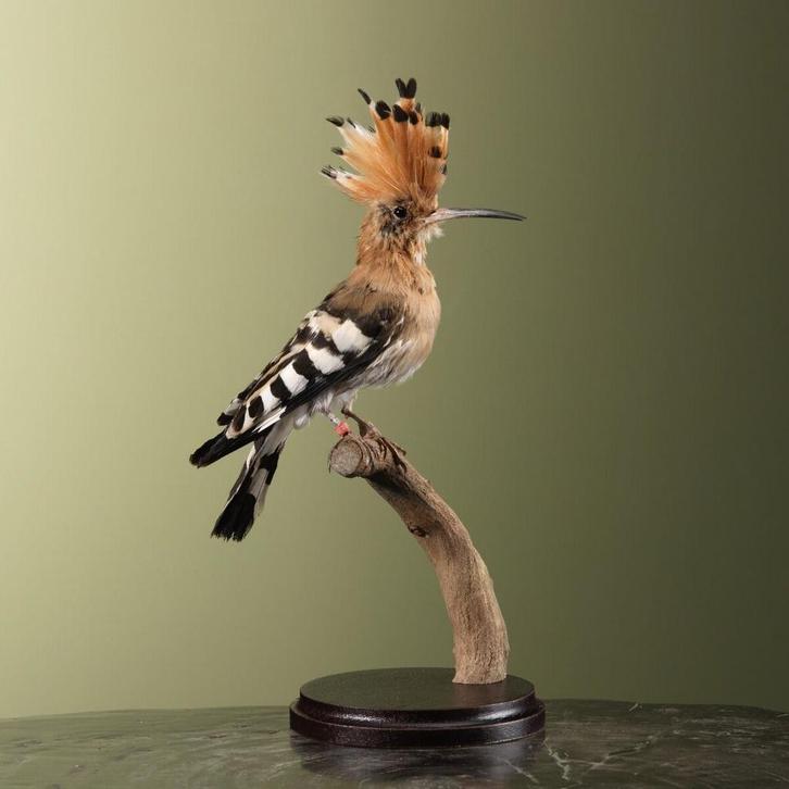 Hop Taxidermie Opgezette Dieren By Max, Verzamelen, Dierenverzamelingen, Opgezet dier, Nieuw, Vogel, Ophalen of Verzenden