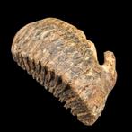 Wolharige mammoet - Fossiele kies - Mammuthus primigenius -, Verzamelen