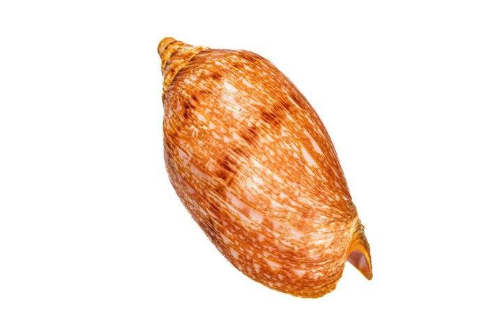 Walzenschnecke - Ennexa Volute ===> oranje topstaat!!, Collections, Collections Animaux