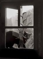 Willy Ronis (1910-2009) - Chat au fenestron, Gordes, 1959, Antiquités & Art