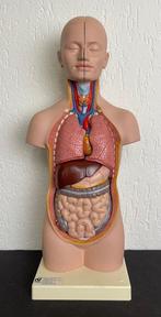 Figure - Anatomisch model - Divers, Antiek en Kunst