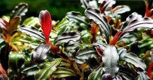 Bucephalandra sp. Maia beschikbaar voor biedingen