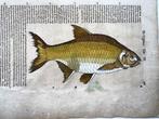Conrad Gesner [Konrad Gessner] 1516-1565: Carp & Sea Bream,