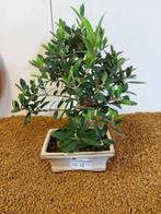 Olijf bonsai (Olea europaea) - Hoogte (boom): 26 cm - Diepte