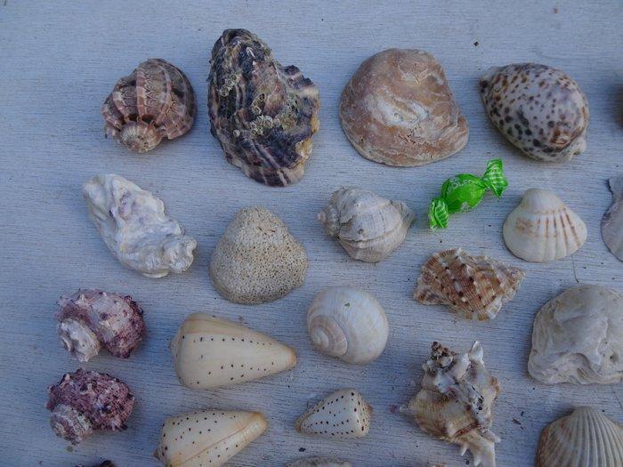 Decoratief ornament (150) - Indonesië - Decoratieve, Verzamelen, Dierenverzamelingen