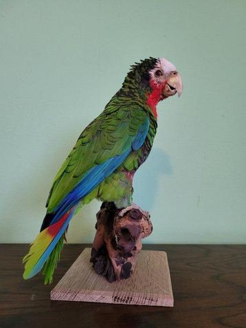 Amazonie cubaine - Support de corps entier pour taxidermie - beschikbaar voor biedingen