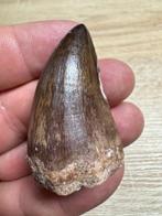 Mosasaurus - Fossiele tand - mosasaurio - 5 cm - 3 cm