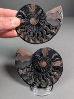 Zwart doorsnede ammonietpaar - Gefossiliseerde schelp -, Verzamelen