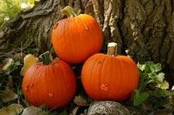 Gargoyle F1 pompoen 250 zaden, Hobby & Loisirs créatifs, Bricolage