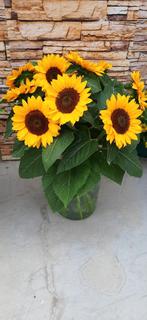 Helianthus annuus vincents choice summer dmr  100.000 zaden, Nieuw