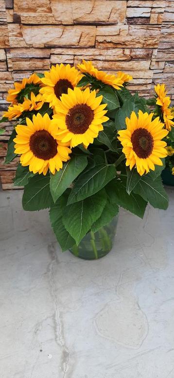 Helianthus annuus vincents choice summer dmr  100.000 zaden