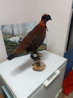 tragopan Support de corps entier pour taxidermie - Tragopan, Verzamelen, Dierenverzamelingen, Nieuw