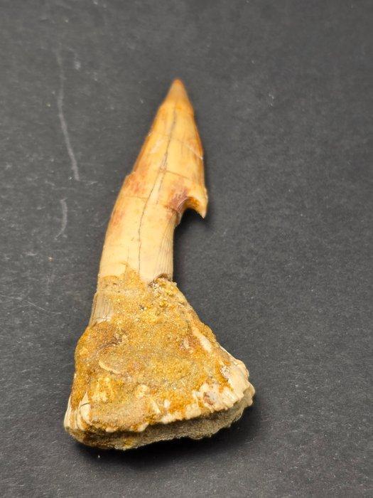 Fossiele rostrale stekel – Onchosaurus numidus Krijt -, Collections, Minéraux & Fossiles