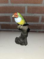 Gould amadine Taxidermie volledige montage - Chloebia, Nieuw