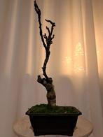 Wisteria bonsai - Hoogte (boom): 36 cm - Diepte (boom): 20