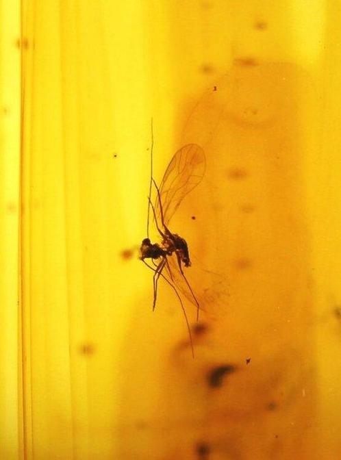Ambre baltique authentique avec inclusion dinsecte fossile, Verzamelen, Dierenverzamelingen