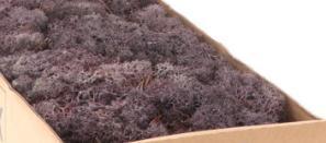 Rendiermos ijslandsmos lavendel +/- 500 gram +/, Hobby & Loisirs créatifs, Bricolage