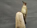 Pic vert Support de corps entier pour taxidermie - Picus