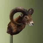 Moeflon Taxidermie Opgezette Dieren By Max, Verzamelen, Dierenverzamelingen, Ophalen of Verzenden, Nieuw, Wild dier, Opgezet dier