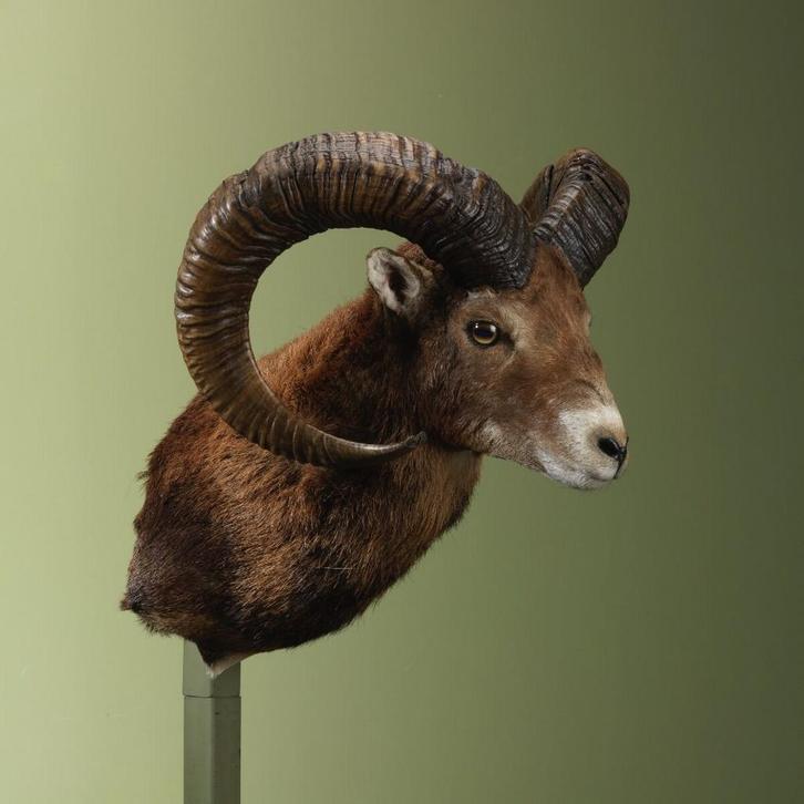 Moeflon Taxidermie Opgezette Dieren By Max, Collections, Collections Animaux, Enlèvement ou Envoi